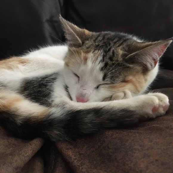 Meet your Posher, Anya - Picture 1 of 1